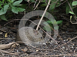 Hispid Cotton Rat in South Texas