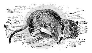 Hispid Cotton Rat, vintage illustration