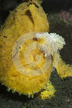 Hispid Frogfish Antennarius hispidus