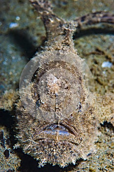 Hispid Frogfish Antennarius hispidus