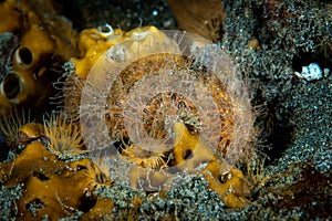 Hispid Frogfish Antennarius hispidus