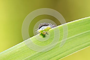 Hispidae insects larvae on plant