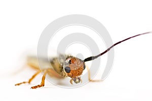 Hissing beetle isolated in White