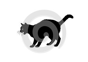 Hissing cat silhouette