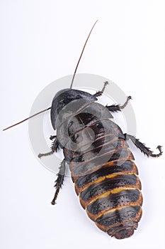 Hissing cockroach