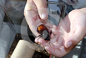 Hissing cockroach in hand