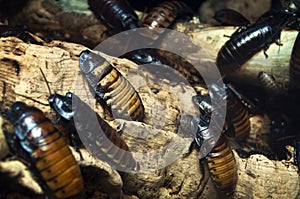 Hissing cockroaches
