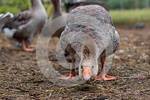 Hissing Gray Goose