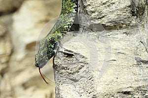 Hissing Mang Mountain pitviper