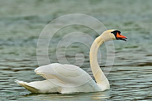 Hissing mute swan floating on the lake, closeup.