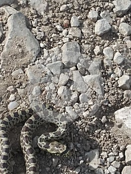 Hissing rattler