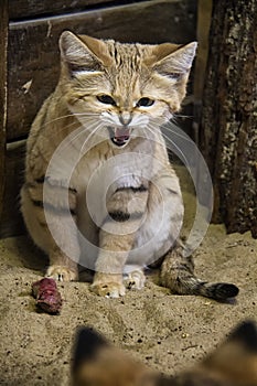 Hissing Sand Cat.