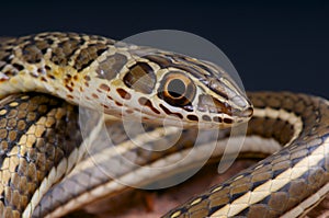 Hissing Sand Snake / Psammophis sibilans