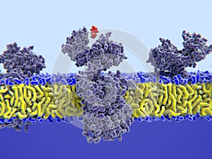 Histamine binding to its receptor