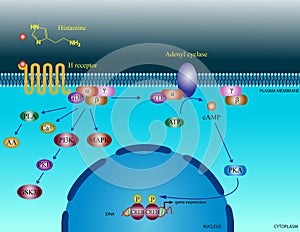Histamine molecular pathways