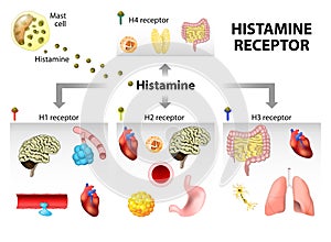 Histamine receptor photo