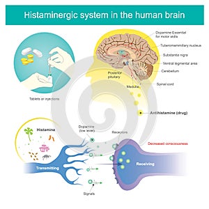 Histaminergic system in the human brain. Histamine Illustration photo