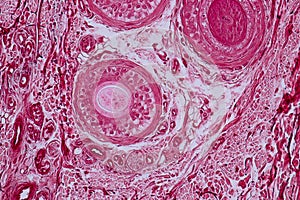 Histological sample Elastic cartilage Tisue under the microscope.