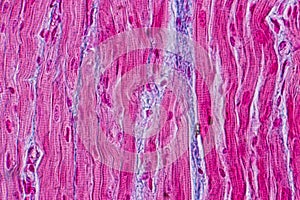 Histological sample Heart muscle Tissue under the microscope.