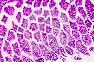 Histological sample of Human under the microscope.
