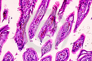 Histological sample of Human under the microscope.