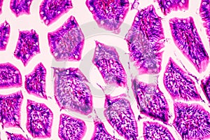 Histological sample of Human under the microscope.