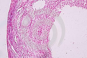 Histological sample Ovary of rabbit Tissue under the microscope.