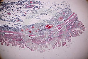 Histological sample Simple columnar epithelium Tissue under the microscope.