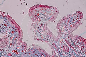 Histological sample Simple columnar epithelium Tissue under the microscope.