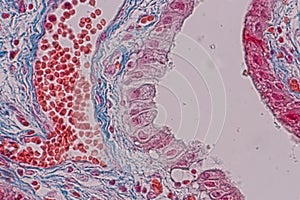 Histological sample Simple columnar epithelium Tissue under the microscope. photo