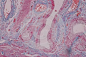 Histological sample Simple columnar epithelium Tissue under the microscope.