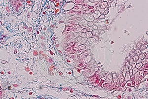 Histological sample Simple columnar epithelium Tissue under the microscope.