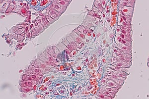 Histological sample Simple columnar epithelium Tissue under the microscope.