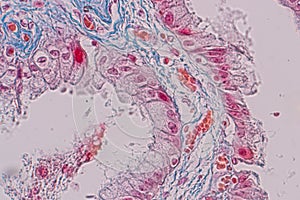 Histological sample Simple columnar epithelium Tissue under the microscope.