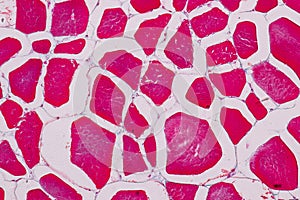 Histological sample Striated muscle Tissue under the microscope.