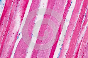 Histological sample Striated Skeletal muscle of mammal Tissue under the microscope.
