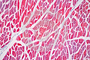 Histological sample Striated Skeletal muscle of mammal Tissue under the microscope.