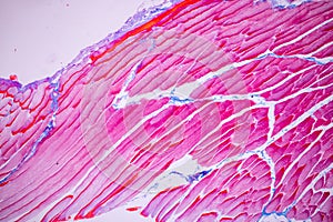 Histological sample Striated Skeletal muscle of mammal Tissue under the microscope.