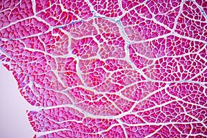 Histological sample Striated Skeletal muscle of mammal Tissue under the microscope.