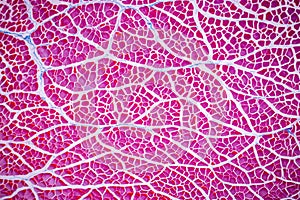 Histological sample Striated Skeletal muscle of mammal Tissue under the microscope.