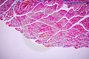 Histological sample Striated Skeletal muscle of mammal Tissue under the microscope.