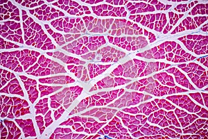 Histological sample Striated Skeletal muscle of mammal Tissue under the microscope.