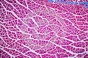 Histological sample Striated Skeletal muscle of mammal Tissue under the microscope.