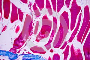 Histological sample Striated Skeletal muscle of mammal Tissue under the microscope.