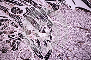 Histological sample Striated Skeletal muscle of mammal Tissue under the microscope.