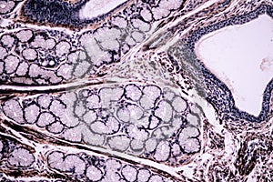 Histological sample Striated Skeletal muscle of mammal Tissue under the microscope.