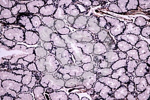 Histological sample Striated Skeletal muscle of mammal Tissue under the microscope.