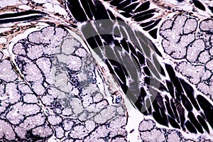 Histological sample Striated Skeletal muscle of mammal Tissue under the microscope.