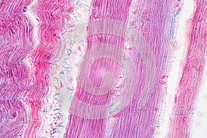 Histological sample Striated Skeletal muscle of mammal Tissue under the microscope. photo