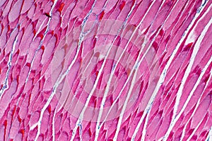 Histological sample Striated Skeletal muscle of mammal Tissue under the microscope. photo